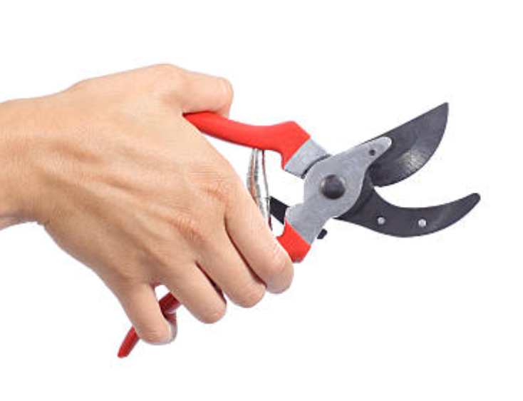 Secateurs